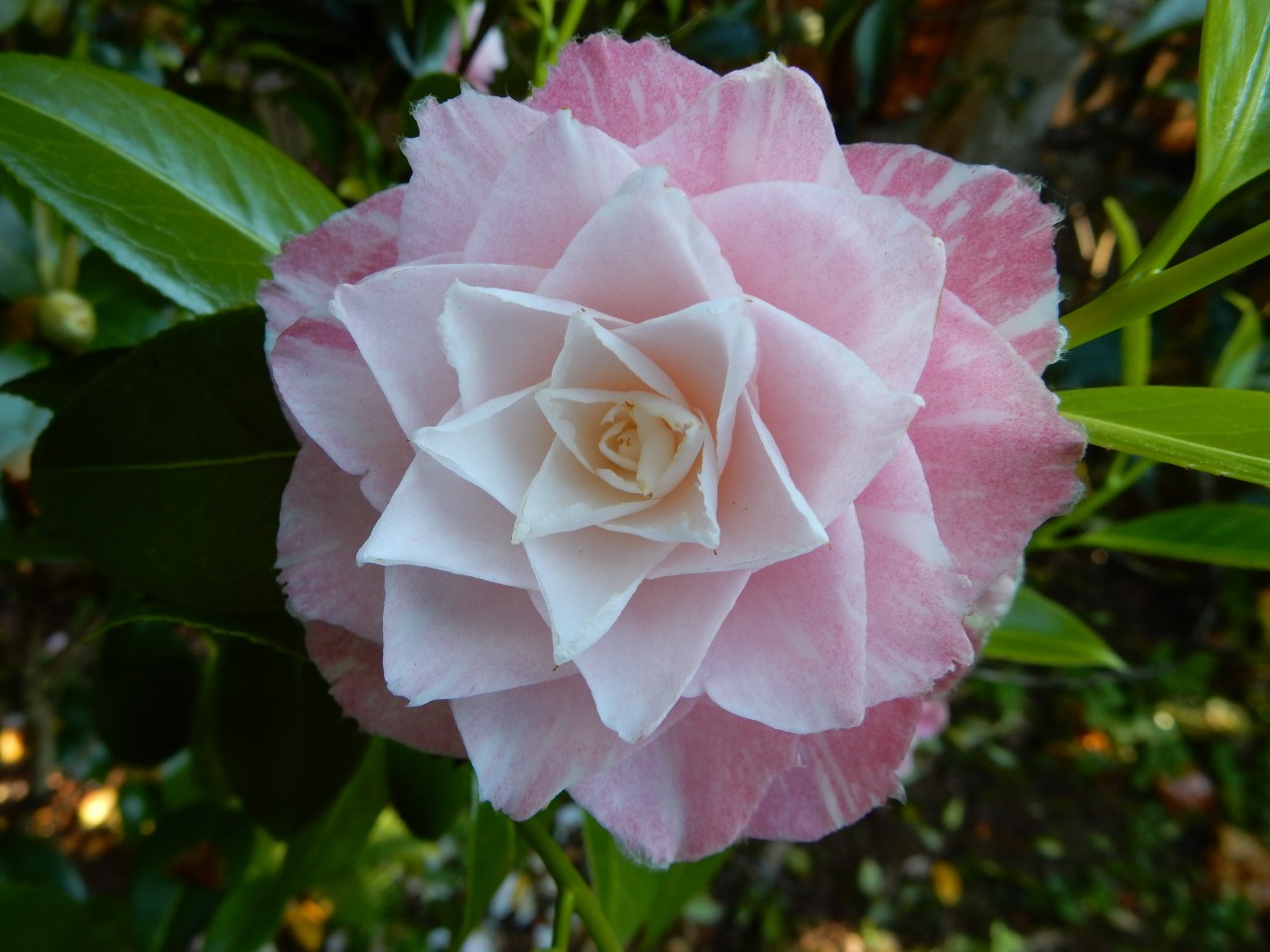 C. japonica 'Grace Albritton'